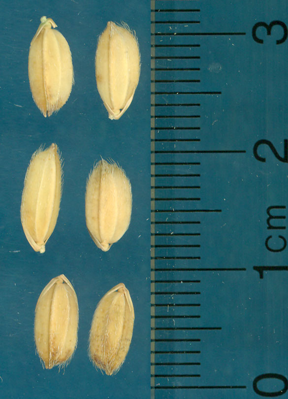 Click for 3 image(s) for this accession. KERNELS
