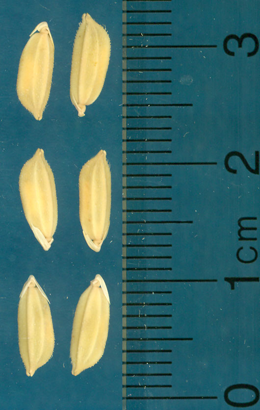 Click for 3 image(s) for this accession. KERNELS