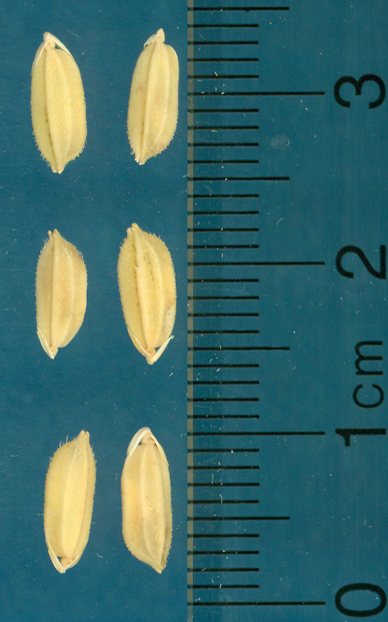 Click for 3 image(s) for this accession. KERNELS