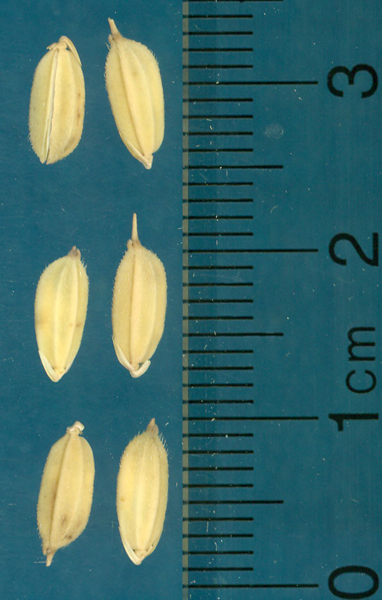 Click for 3 image(s) for this accession. KERNELS