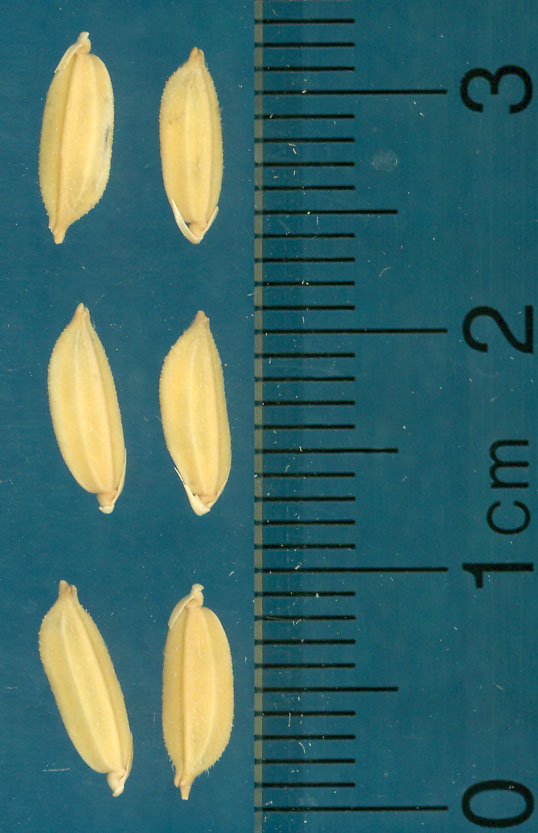 Click for 3 image(s) for this accession. KERNELS