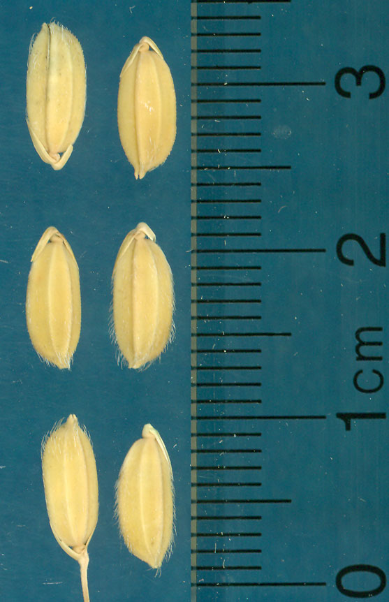 Click for 3 image(s) for this accession. KERNELS