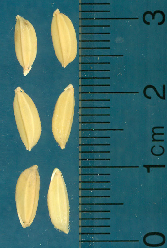 Click for 3 image(s) for this accession. KERNELS