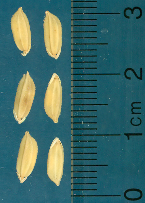 Click for 3 image(s) for this accession. KERNELS
