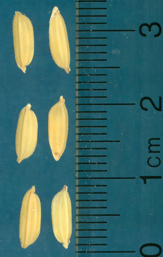 Click for 3 image(s) for this accession. KERNELS