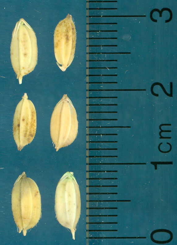 Click for 3 image(s) for this accession. KERNELS