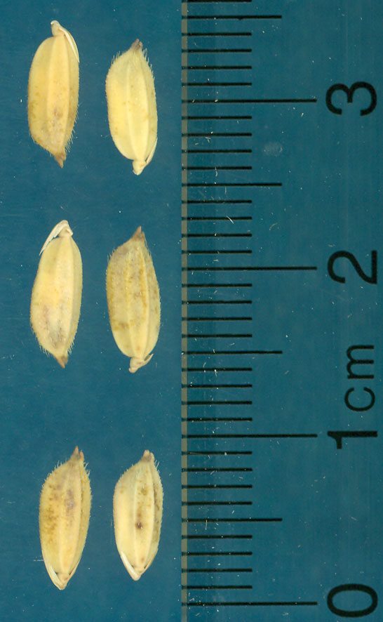 Click for 3 image(s) for this accession. KERNELS