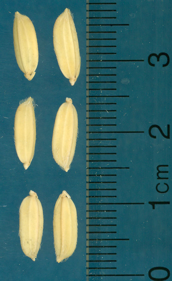 Click for 3 image(s) for this accession. KERNELS