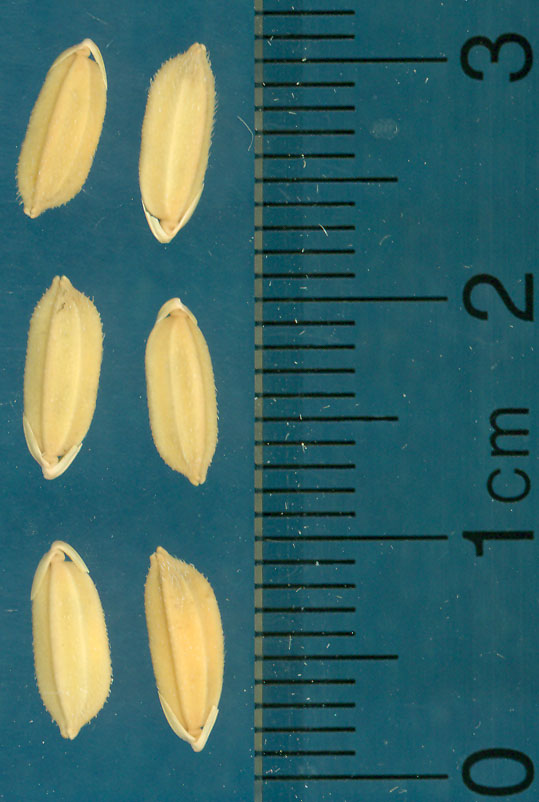 Click for 3 image(s) for this accession. KERNELS