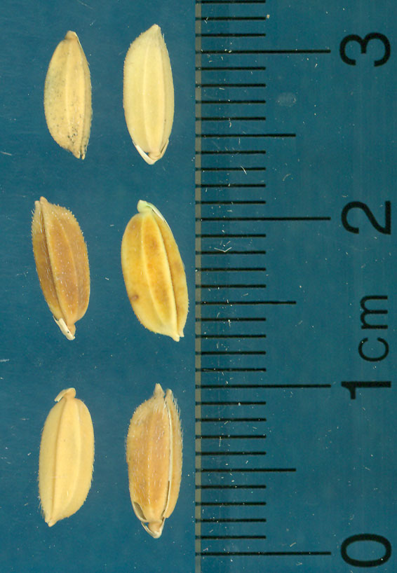 Click for 2 image(s) for this accession. KERNELS