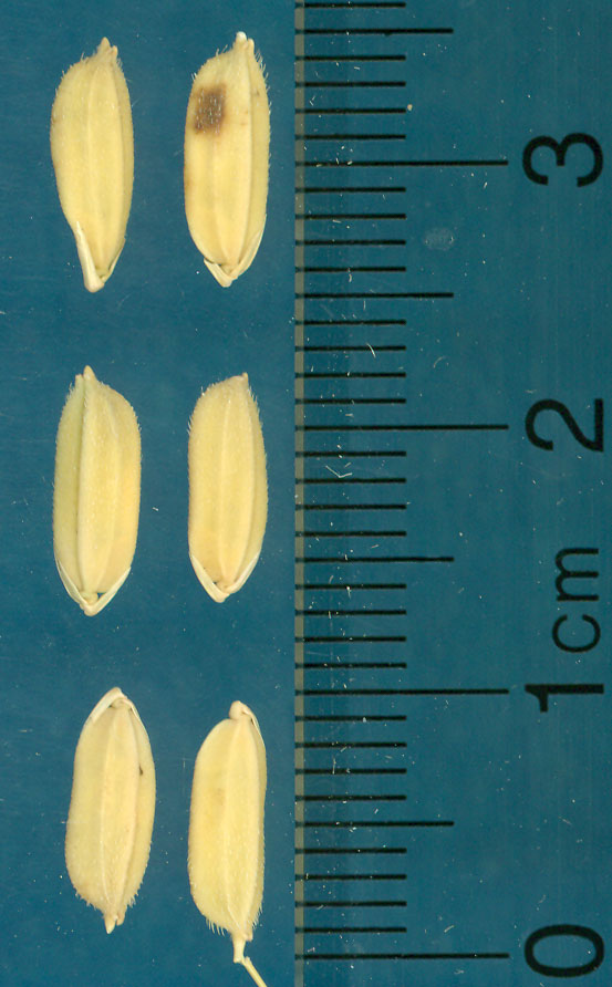 Click for 3 image(s) for this accession. KERNELS