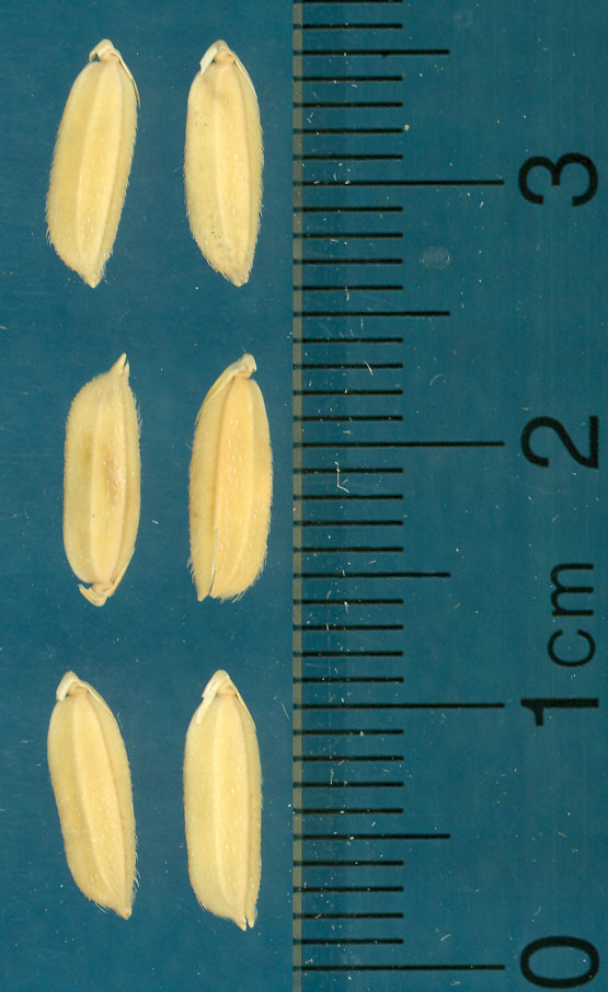 Click for 3 image(s) for this accession. KERNELS