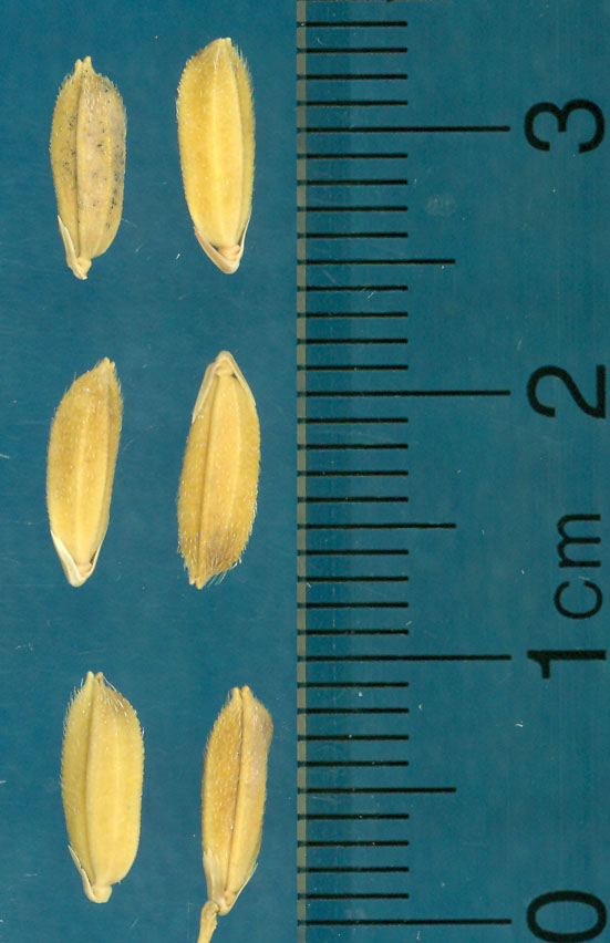 Click for 3 image(s) for this accession. KERNELS