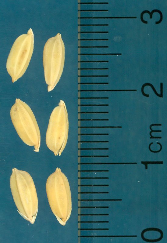 Click for 3 image(s) for this accession. KERNELS