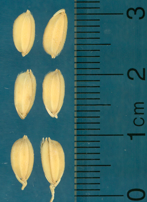 Click for 4 image(s) for this accession. KERNELS