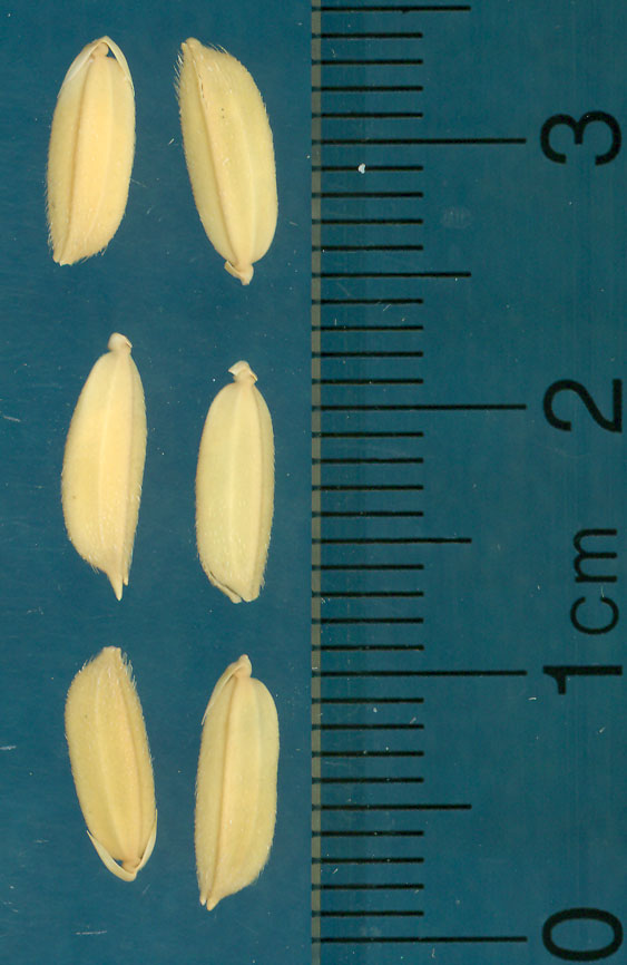 Click for 3 image(s) for this accession. KERNELS