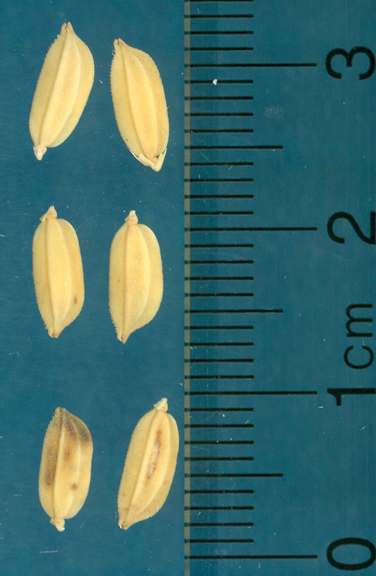 Click for 3 image(s) for this accession. KERNELS