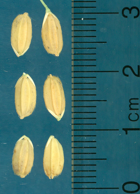 Click for 3 image(s) for this accession. KERNELS