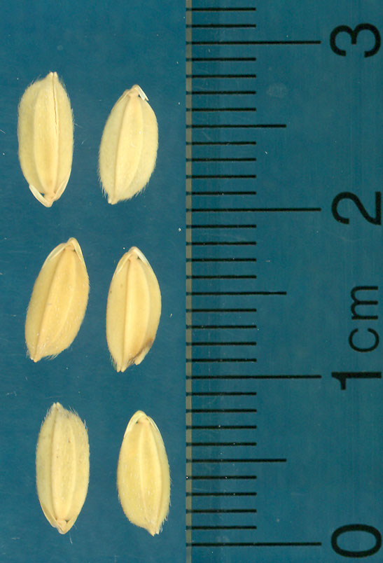 Click for 3 image(s) for this accession. KERNELS