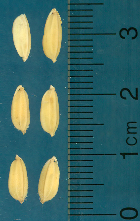 Click for 3 image(s) for this accession. KERNELS