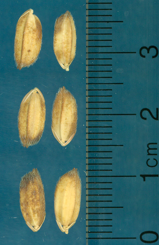 Click for 3 image(s) for this accession. KERNELS