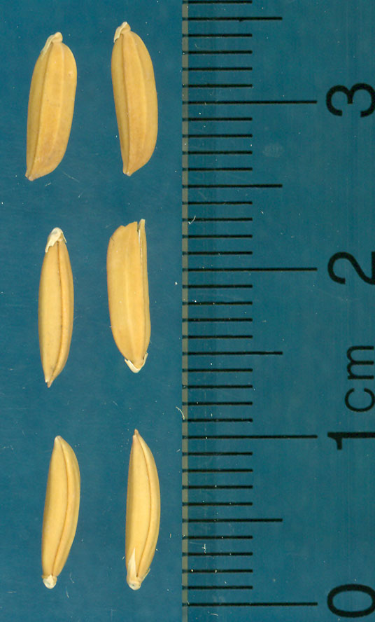 Click for 3 image(s) for this accession. KERNELS