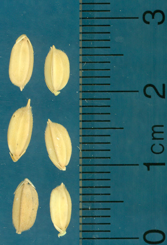 Click for 3 image(s) for this accession. KERNELS
