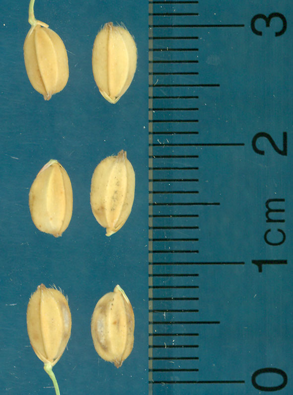 Click for 3 image(s) for this accession. KERNELS