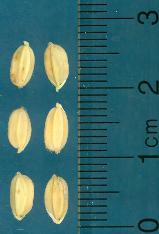 Click for 3 image(s) for this accession. KERNELS