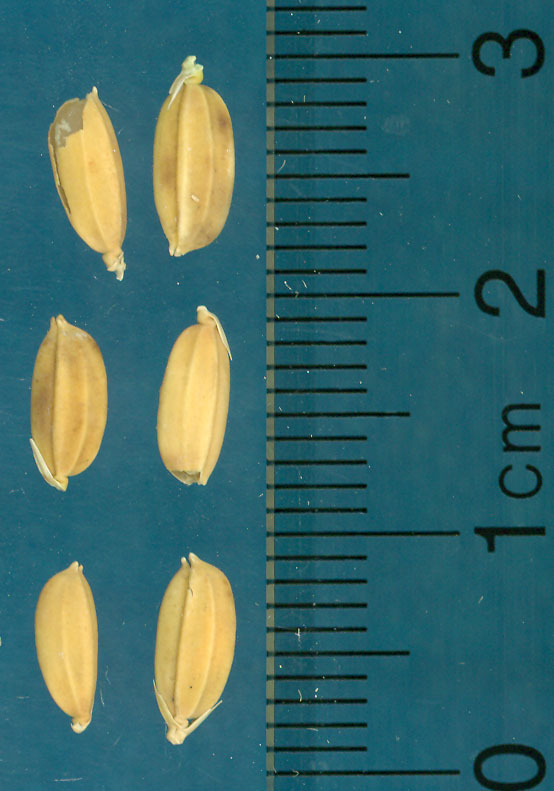 Click for 2 image(s) for this accession. KERNELS
