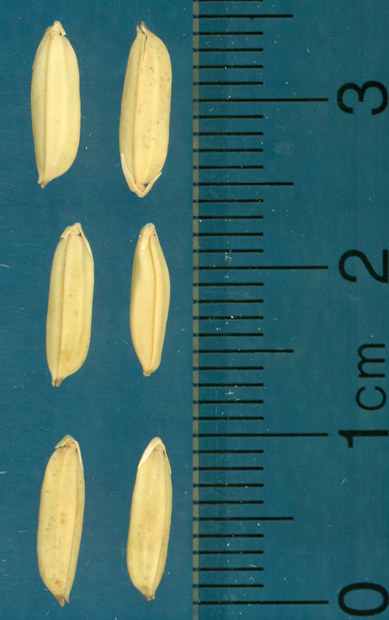 Click for 3 image(s) for this accession. KERNELS