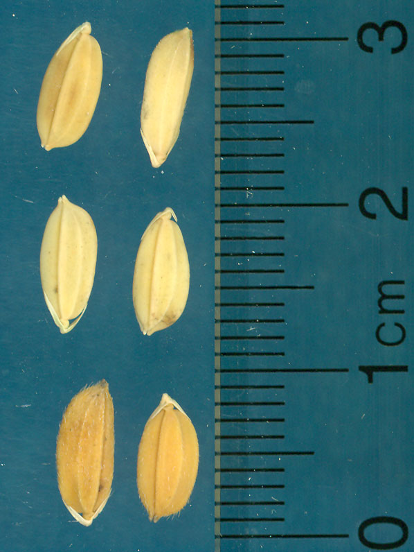 Click for 4 image(s) for this accession. KERNELS