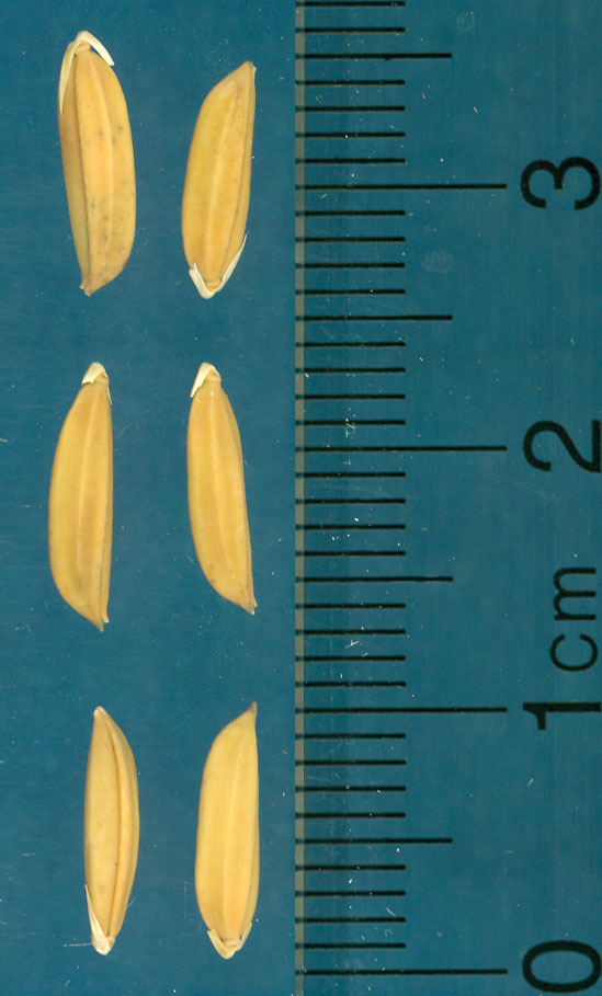 Click for 3 image(s) for this accession. KERNELS