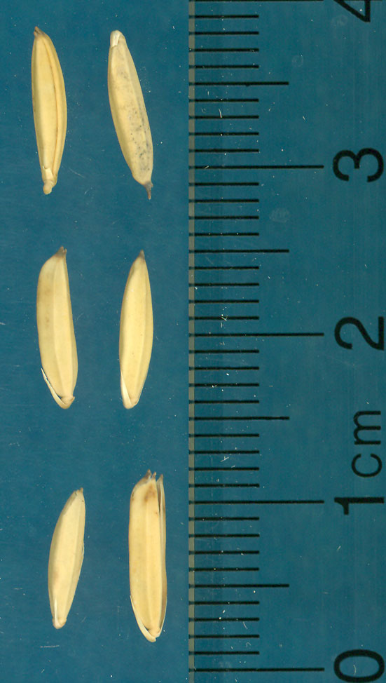 Click for 3 image(s) for this accession. KERNELS