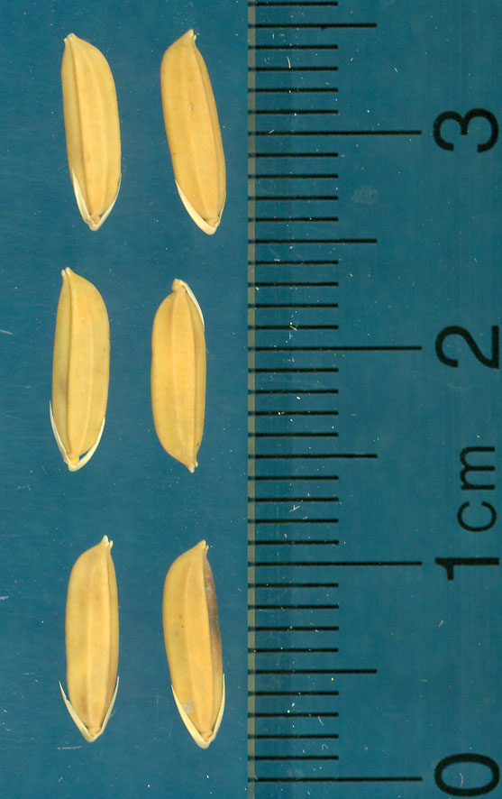 Click for 3 image(s) for this accession. KERNELS