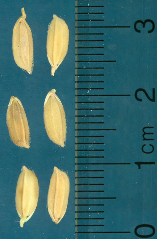 Click for 4 image(s) for this accession. KERNELS