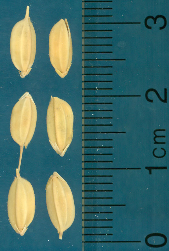 Click for 3 image(s) for this accession. KERNELS