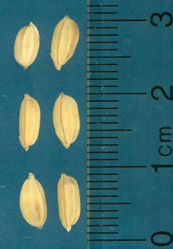 Click for 2 image(s) for this accession. KERNELS