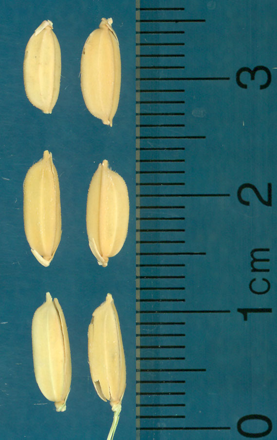 Click for 3 image(s) for this accession. KERNELS