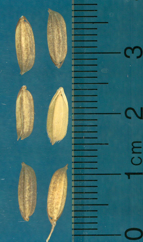 Click for 4 image(s) for this accession. KERNELS