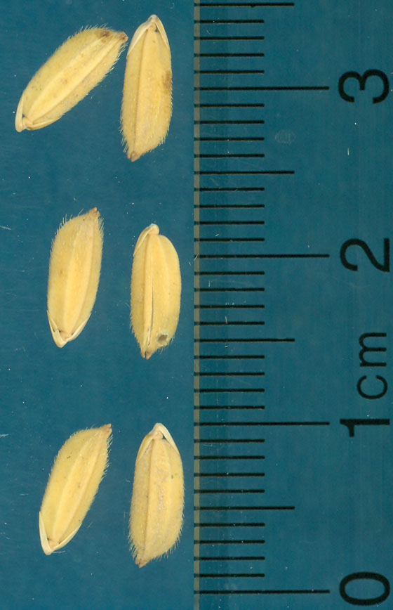 Click for 3 image(s) for this accession. KERNELS