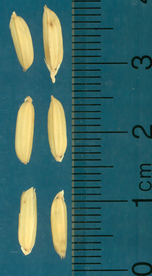 Click for 3 image(s) for this accession. KERNELS