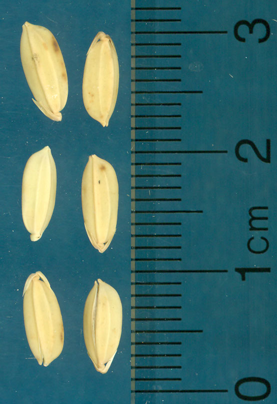 Click for 3 image(s) for this accession. KERNELS