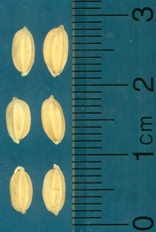 Click for 3 image(s) for this accession. KERNELS