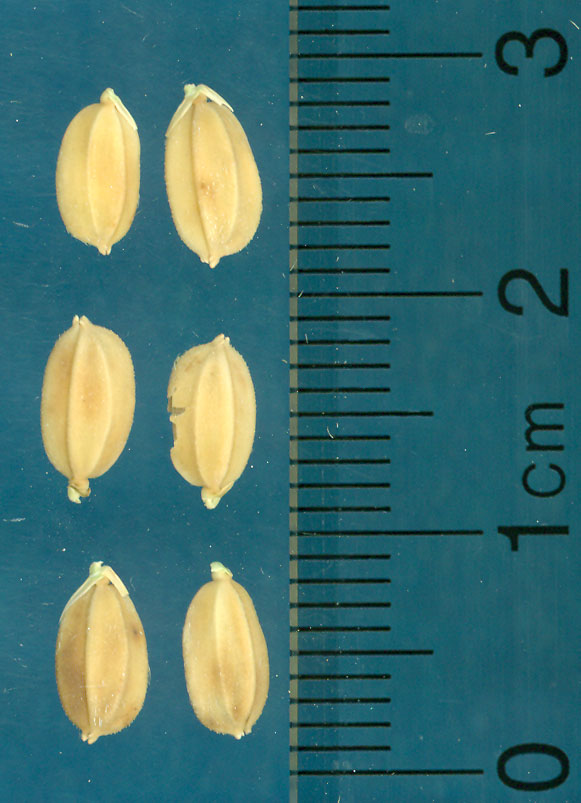 Click for 3 image(s) for this accession. KERNELS