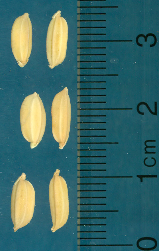 Click for 3 image(s) for this accession. KERNELS