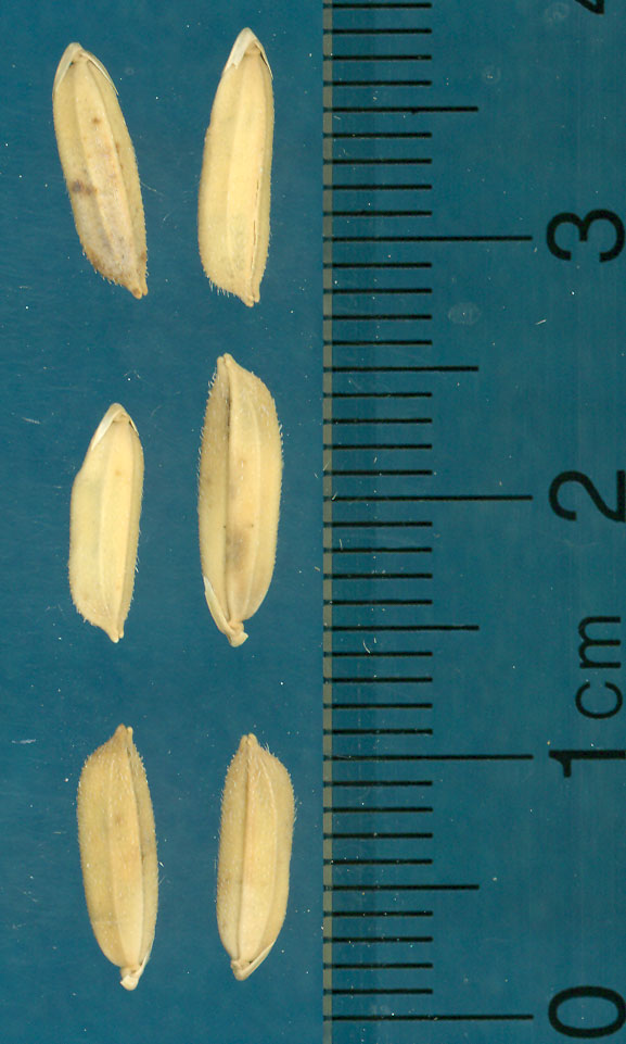 Click for 3 image(s) for this accession. KERNELS
