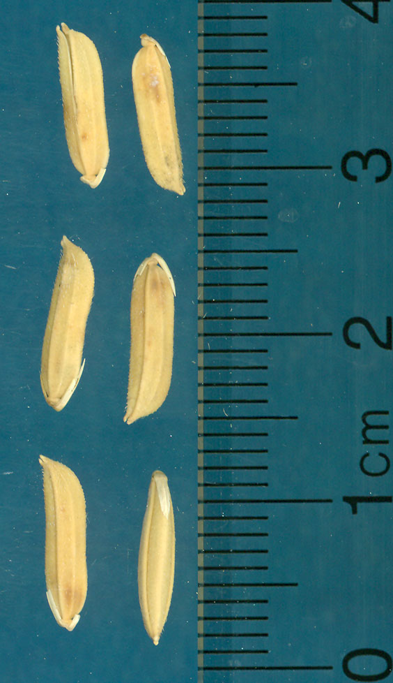 Click for 3 image(s) for this accession. KERNELS