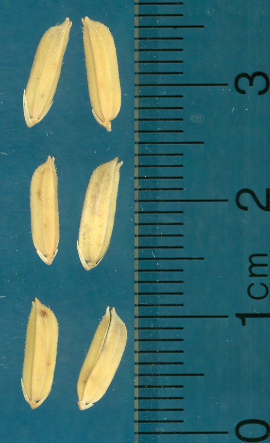 Click for 3 image(s) for this accession. KERNELS