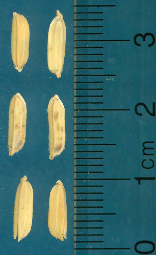 Click for 3 image(s) for this accession. KERNELS